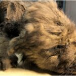 Scientists Reveal a Perfectly Preserved 18,000-year-old Puppy Discovered Frozen in Russia