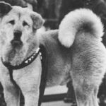 The Sad and Heartwarming Story of the World’s Most Loyal Dog