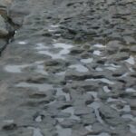 900,000-year-old footprints of earliest northern Europeans discovered