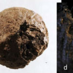 1,500-Year-Old Onion Discovered in Sweden that reveals Roman links with 'Sweden's Pompeii'