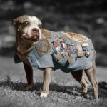 Meet Sergeant Stubby: The first dog in American history to be awarded military rank