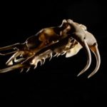Venomous Snake Parts Found in Prehistoric Human Coprolite