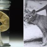 ‘Not science fiction any more’: The Tasmanian tiger could soon be back from extinction