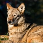 Mysterious Dogs in Texas have ‘Ghost Genes’ DNA of Extinct Red Wolves
