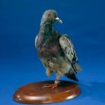The Heartwarming Story Of Cher Ami, The Pigeon Who Saved 200 American Soldiers