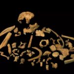 World's Oldest DNA Discovered In 800,000-year-old Cannibal's Tooth