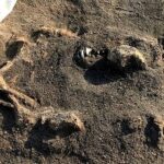 8,400 years old Dog remains next to human bones discovered at burial site in Sweden