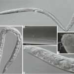 What Happened To The 42,000-Year-Old Frozen Nematodes That Russian Scientists “Woke Up” in 2018?