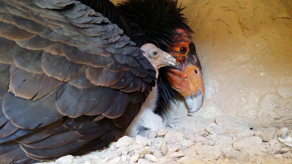 Bird Cams FAQ California Condor Nest HISTECHO