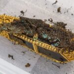 1000-years-old Viking treasure hoard discovered in Scotland