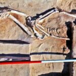 42,000-year-old Mungo Man skeleton has been discovered in Australia