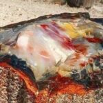 A 225 Million Year Old Petrified Opal Tree Trunk in Arizona