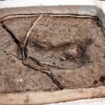 Discovery of 15,600-year-old Footprint That Could Change the History of the Americas