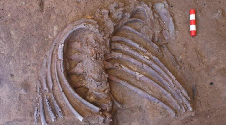 A remains of famous Neanderthal was discovered at ‘flower burial’ site