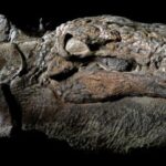 Archaeologists Discovered Dinosaur ‘Mummy’ Is So Well-Preserved It Even Has The Skin And Guts Intact