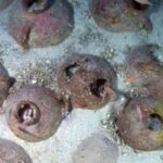 Archaeology breakthrough: How 2,000-year-old Roman shipwreck discovery ‘redefined’ history