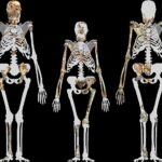 2,000,000-Year-Old Preserved Tissue May be Oldest Skin of Human Ancestor