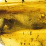 This Gecko Has Been Trapped In Amber For 100 Million Years